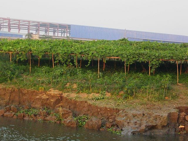 Weak attempts at farming on the river bank show up as squash-growing