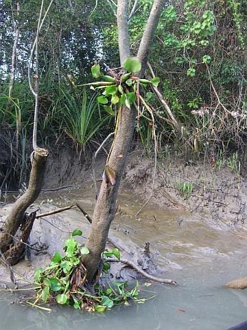 Water hyacinth snagged on a tree after high tide
