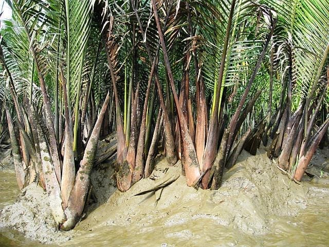 Nypa Palms