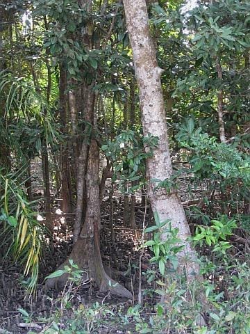 Sundari trees, after which the Sundarbans take their name
