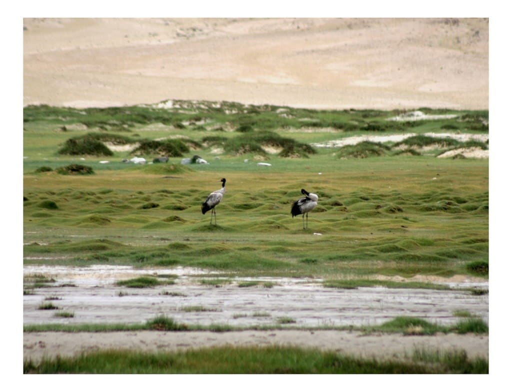 Endangered Black-necked Cranes (Grus nigricollis) in Ladakh