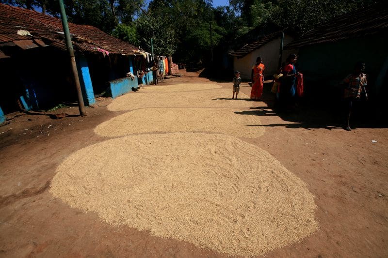 Grain is spread out to dry in a Paraja village