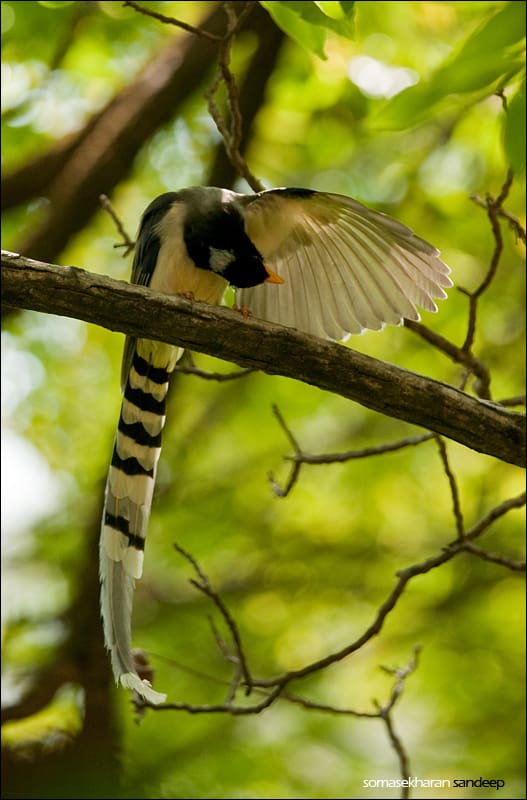 Preening , perched on a  high branch