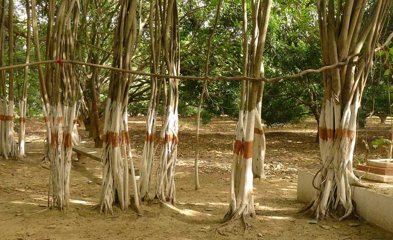 Mango Orchards