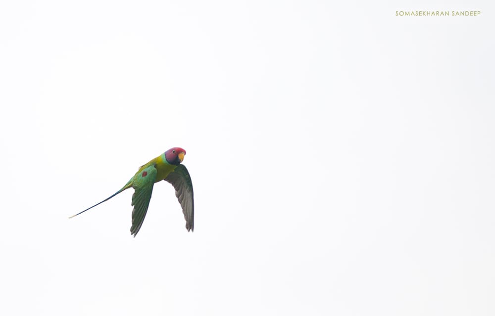 A male plum headed parakeet in flight