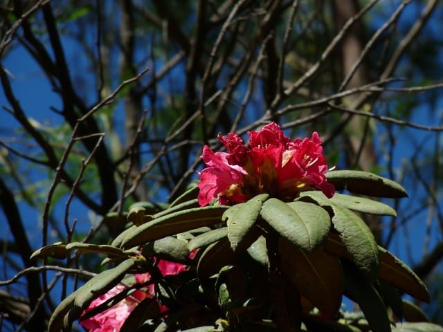 Rhododendron nilgiricum