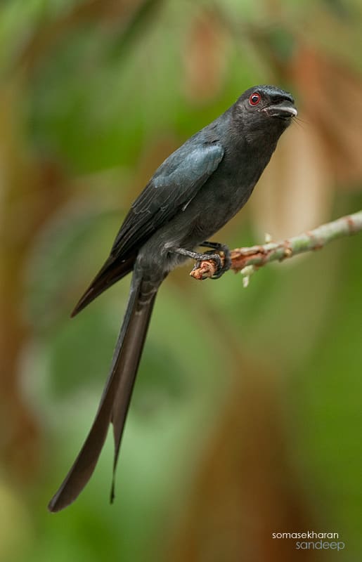 An Ashy drongo from Kerala. Note the ashy wash on the underside, lack of white spot and the red eye