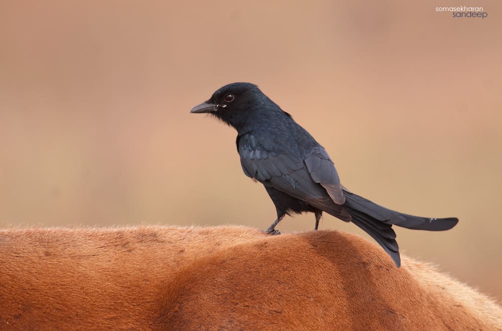 A black drongo riding on a cow. Note the white spot and the duller eye.