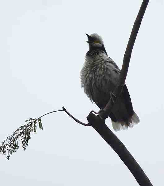 Black-collared Starling in Hong Kong