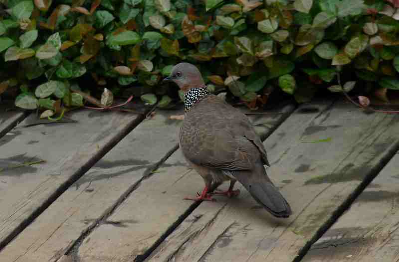 Spotted Dove in Hong Kong