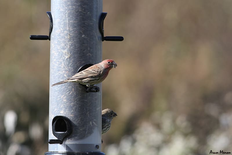 House Finch at a feeder