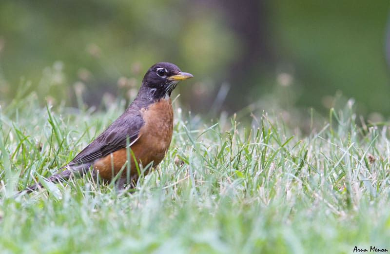 American Robin at Central Park, New York