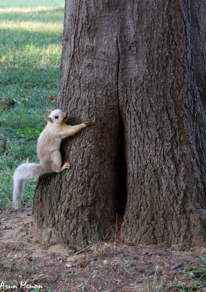 Albino Squirrel